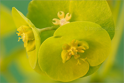 Euphorbia