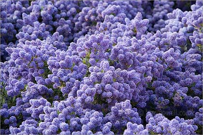 Ceanothus