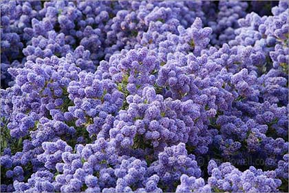 Ceanothus