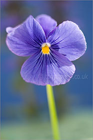 Pansy