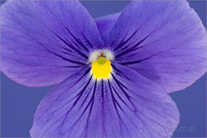 Pansy, close up