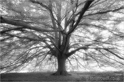 Fern-leaved Beech