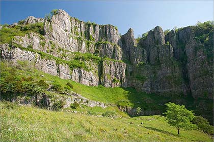 Elm Tree, Cheddar Gorge