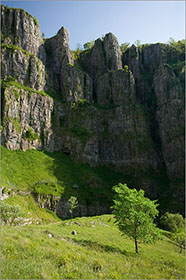 Elm, Cheddar Gorge