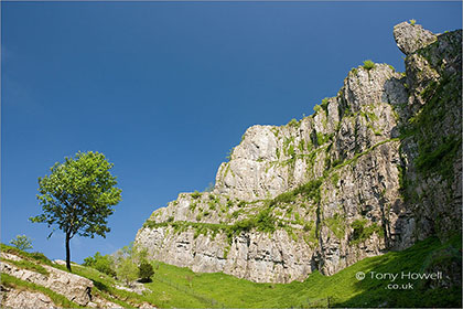 Tree, Cheddar Gorge