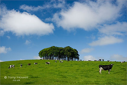 Cows, Beech Trees