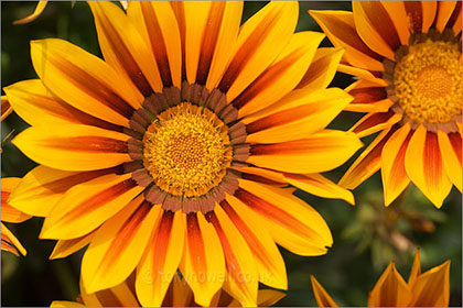 Gazania