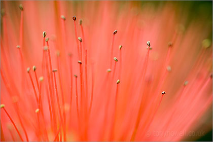 Shaving Brush flower