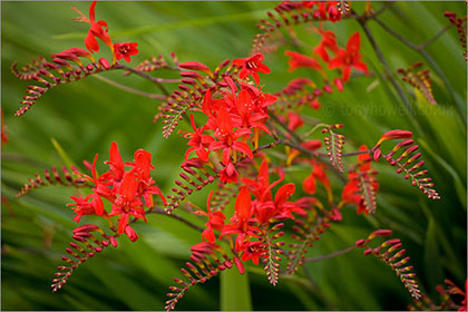Crocosmia