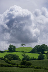 Tree, Hill, Cloud