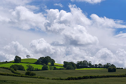 Tree, Farmborough