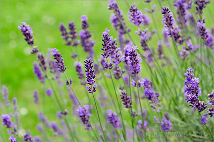 Lavender