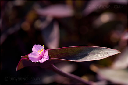 Tradescantia