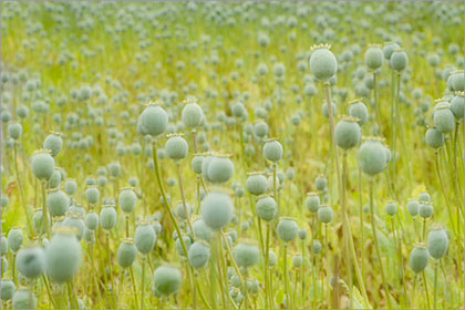 Poppy seed heads