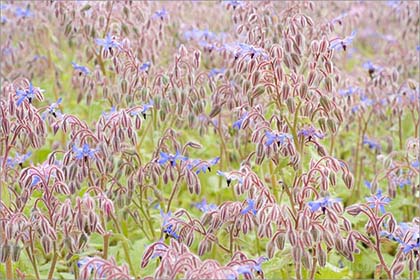 Borage