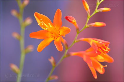Crocosmia