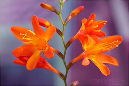 Crocosmia