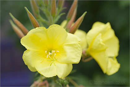 Evening Primrose