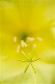 Evening Primrose, close up