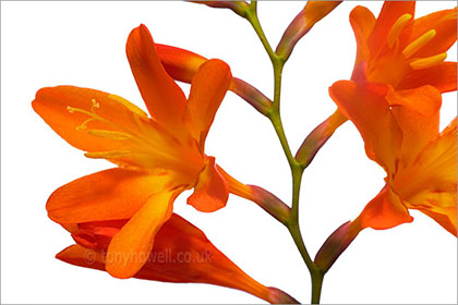 Crocosmia on white