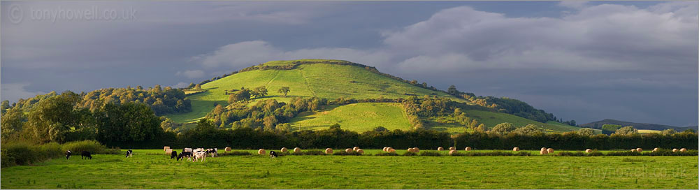 Brent Knoll