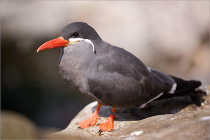 Inca Tern