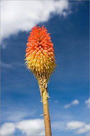 Red Hot Poker