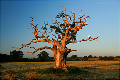 Oak Tree