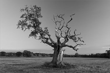 Black & White Trees