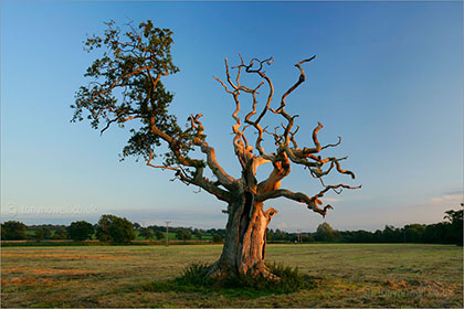 Oak Tree