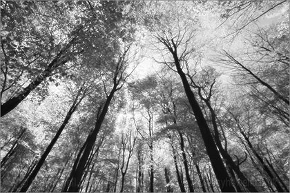 Beech, Canopy