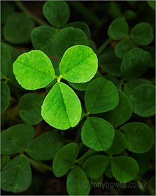 Clover, Shamrock