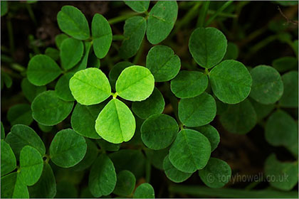 Clover