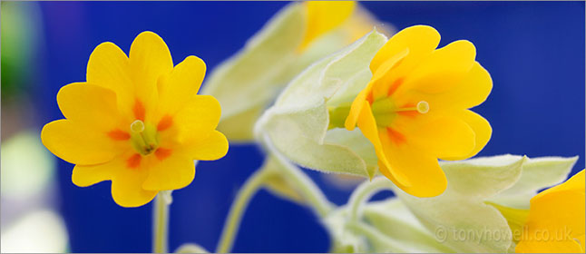 Cowslips on blue