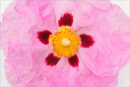 Cistus - Rock Rose