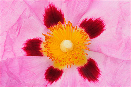 Cistus - Rock Rose close up