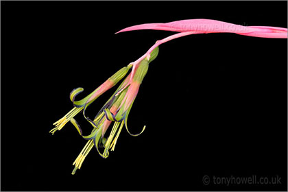 Billbergia