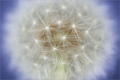 Dandelion