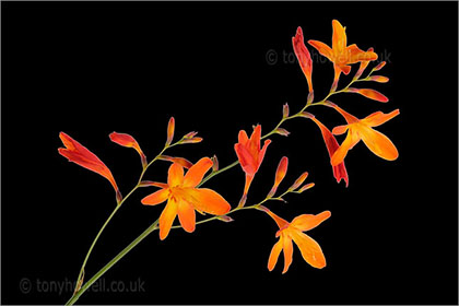 Crocosmia on black