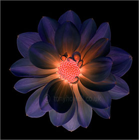 Dahlia, purple