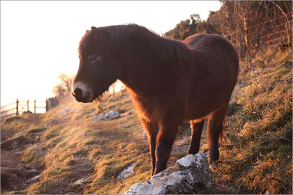 Horse, Cheddar Gorge