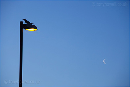 Gull, Lamp, Moon