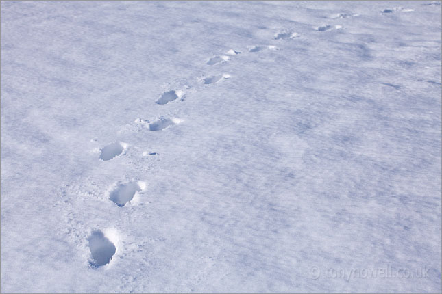 Footprints in the Snow 