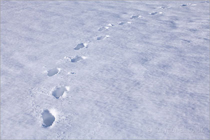 Footprints in snow