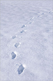 Footprints in snow