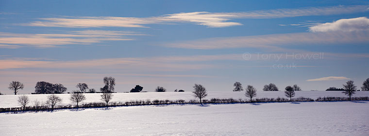 Trees, Snow, near Miserden, Cotswolds