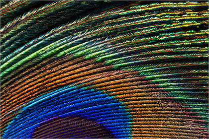 Peacock Feather