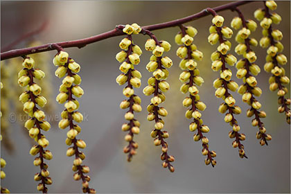 Stachyurus Chinensis