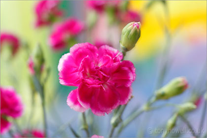 Carnation