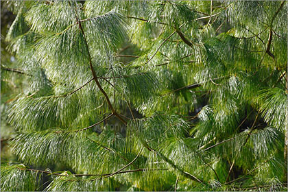 Bhutan Pine